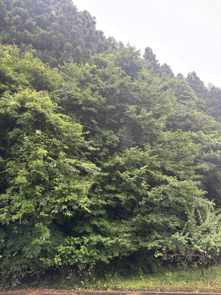 郡上八幡
