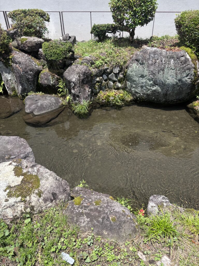 郡上八幡の小さな池に川魚が泳いでいる